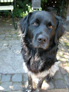 Tibbe Stichting Zino