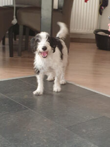 Stichting Zino Senna