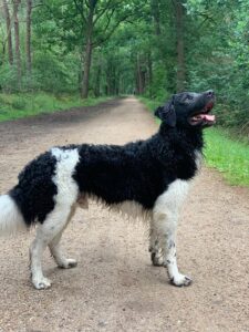 Stichting Zino Dibbe