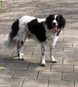 Stichting Zino Wiebe