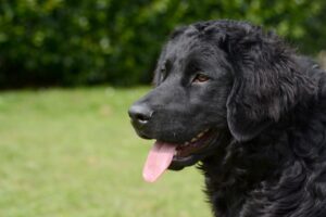 Stichting Zino Minke