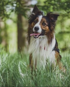 Stichting Zino Maylo