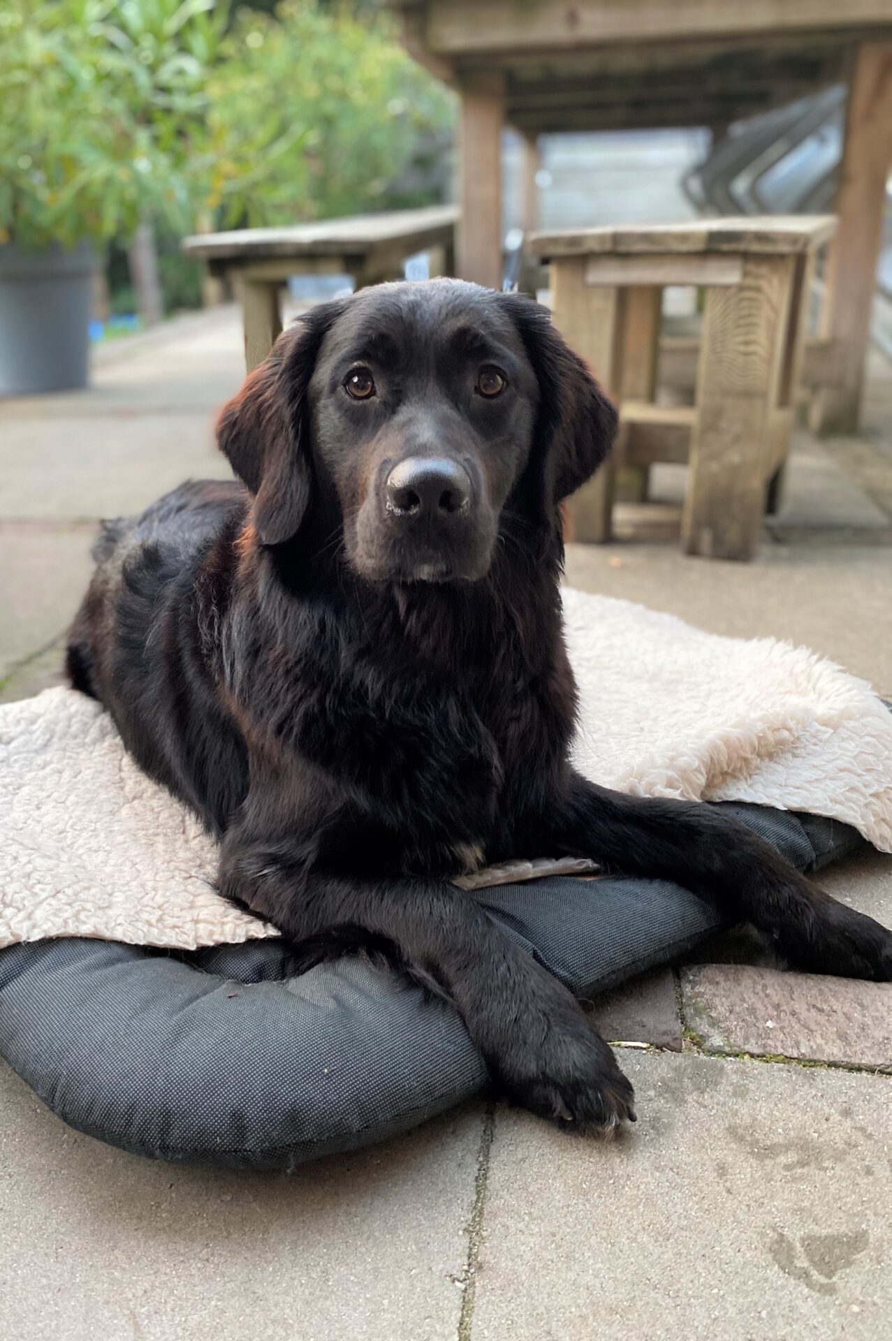 Stichting Zino Guusje