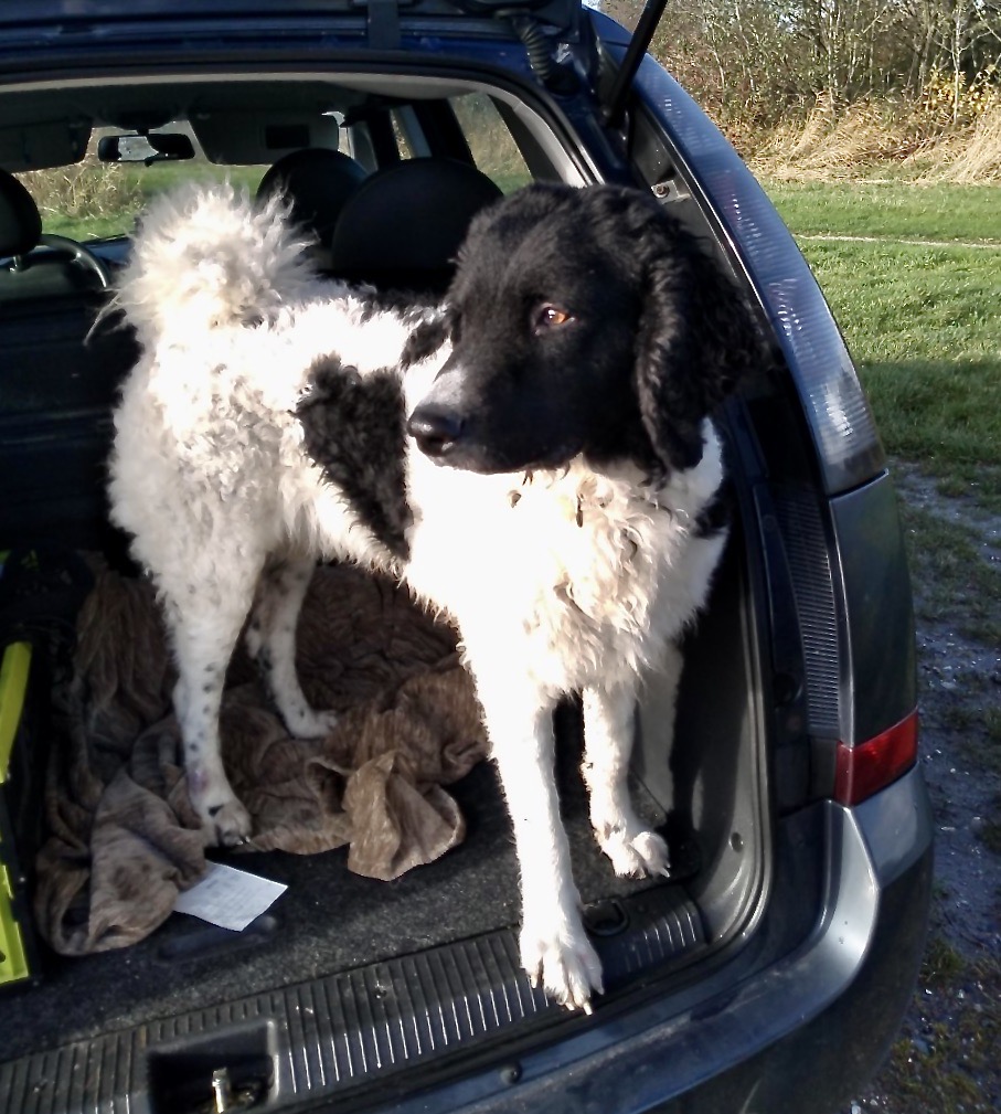 Stichting Zino Jetske