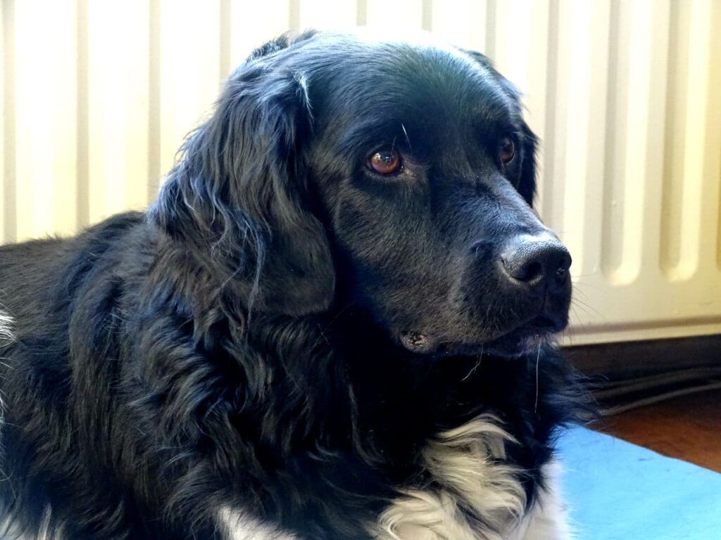 Stichting Zino Shadow