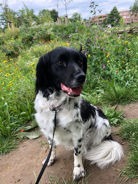 Stichting Zino Frouke