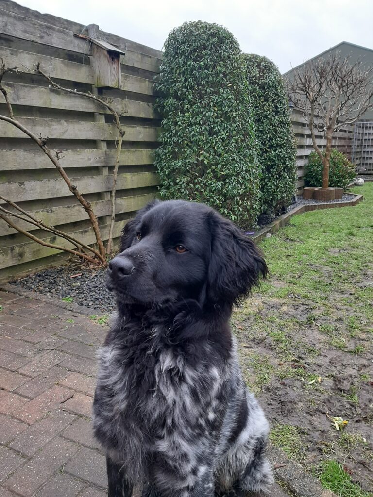 Stichting Zino Bijke