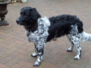 Stichting Zino Dexter