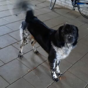 Stichting Zino Boris