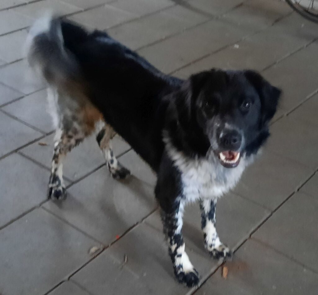 Stichting Zino Boris