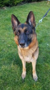 Stichting Zino Rocky