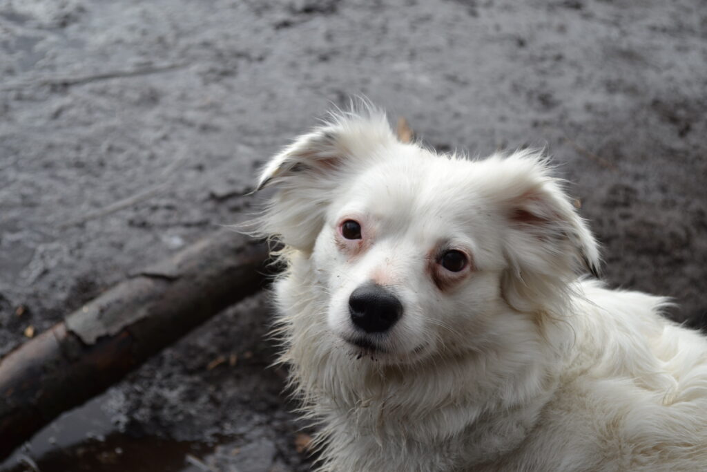 Stichting Zino Senna