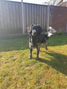 Stichting Zino Jente