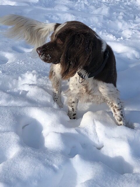 Stichting Zino Tubbs
