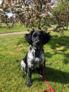 Stichting Zino Dolly