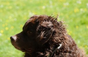 Stichting Zino Beertje