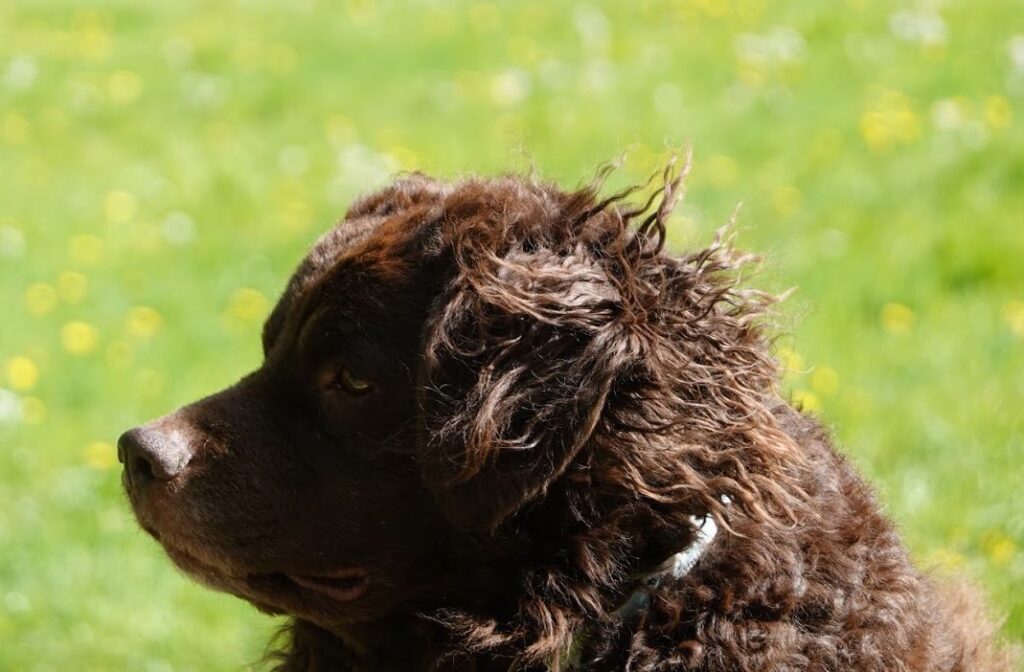 Stichting Zino Beertje