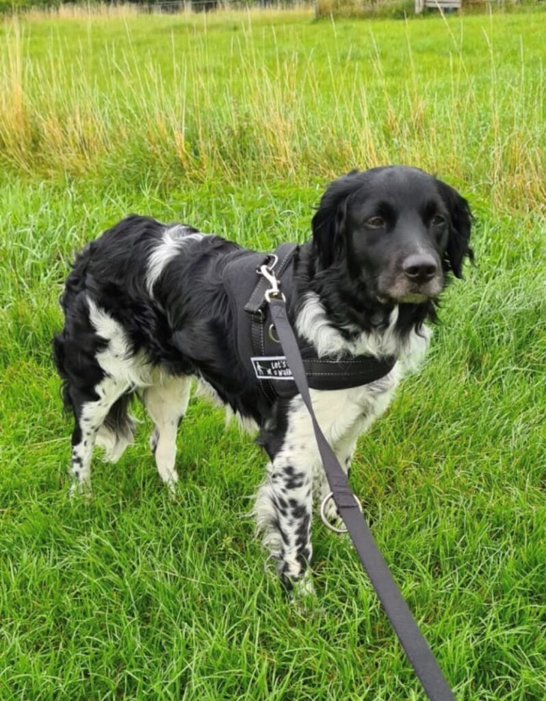 Stichting Zino Diesel