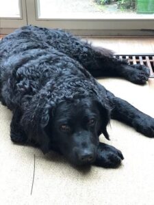 Stichting Zino Minke