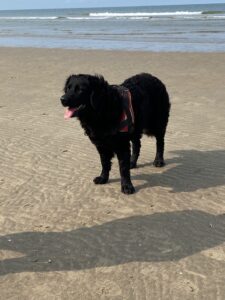 Stichting Zino Minke