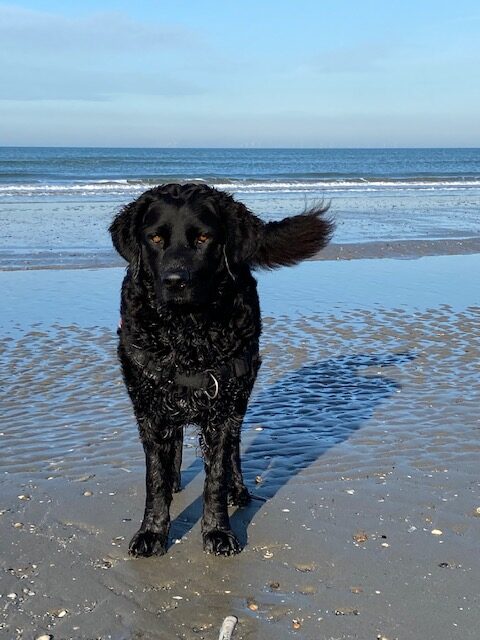 Stichting Zino Minke