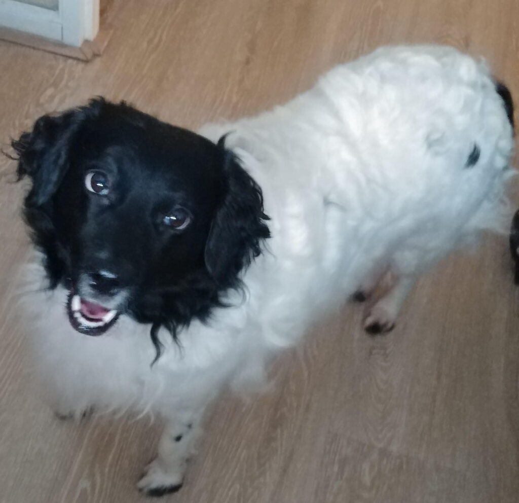 Stichting Zino Myrrah