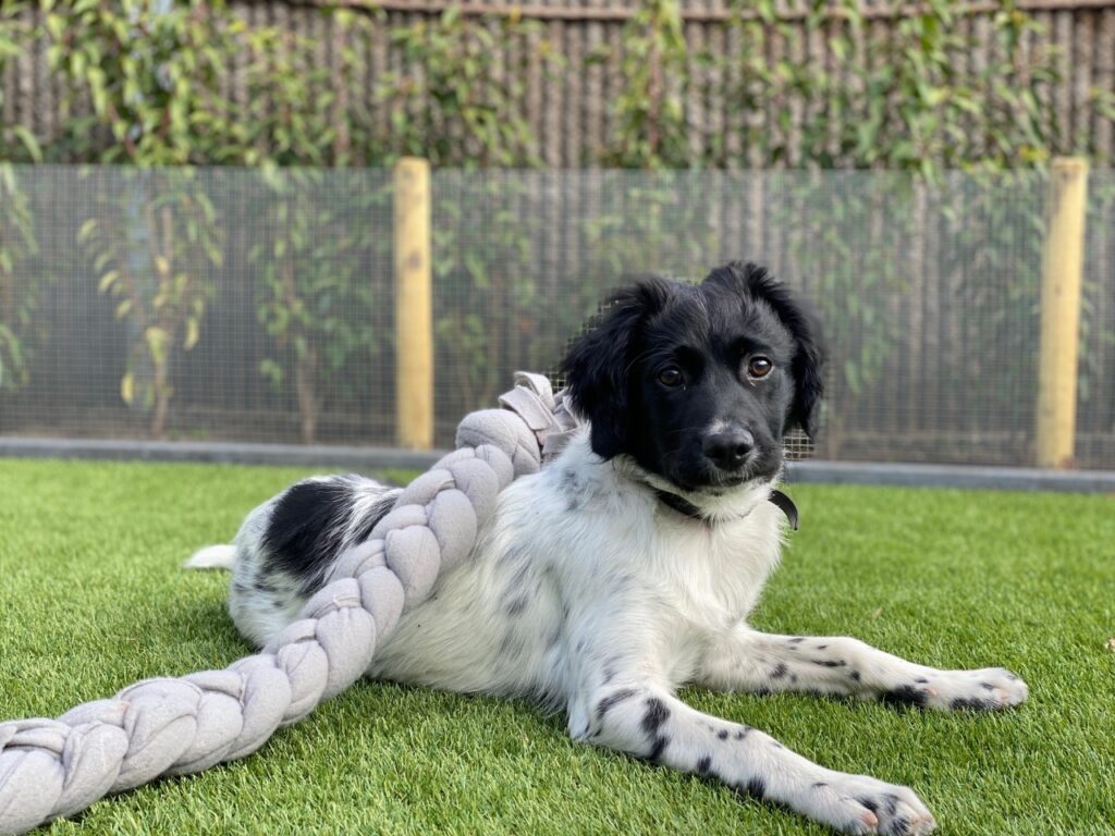 Stichting Zino Sammy