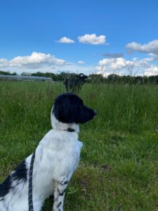 Stichting Zino Sammy