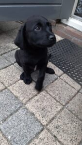 Stichting Zino Kaila