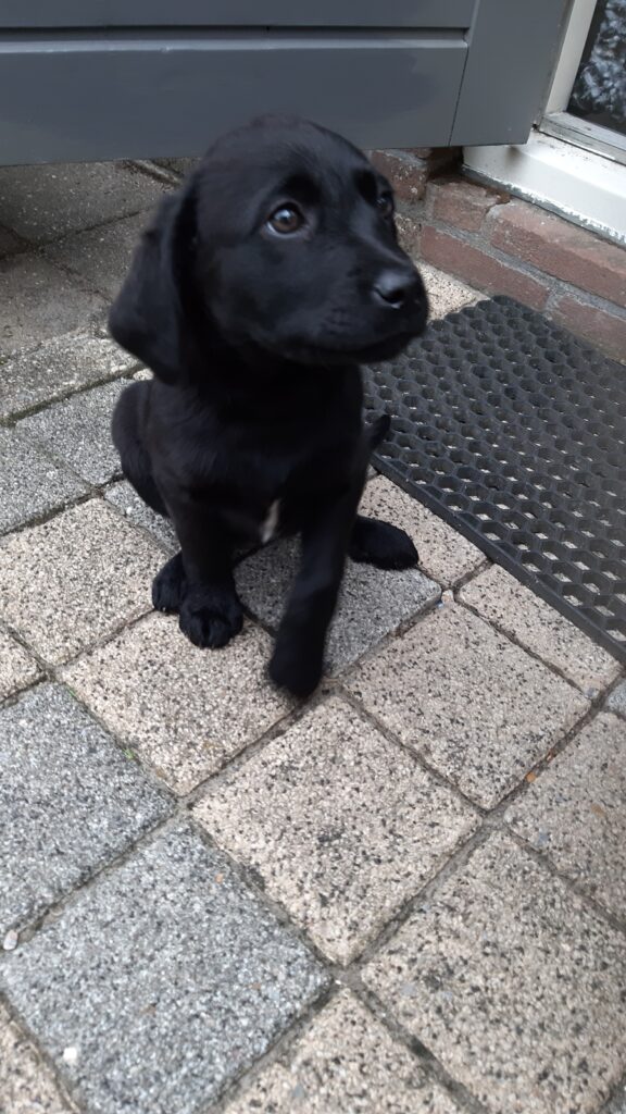 Stichting Zino Kaila