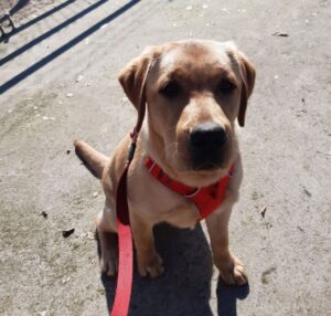 Stichting Zino Amber