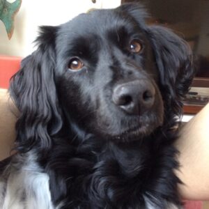 Stichting Zino Bernie