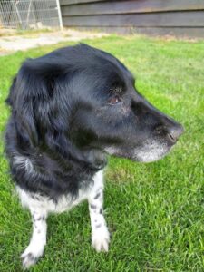 Stichting Zino Seike