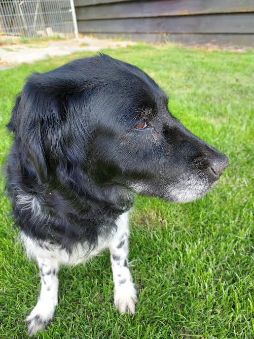 Stichting Zino Seike