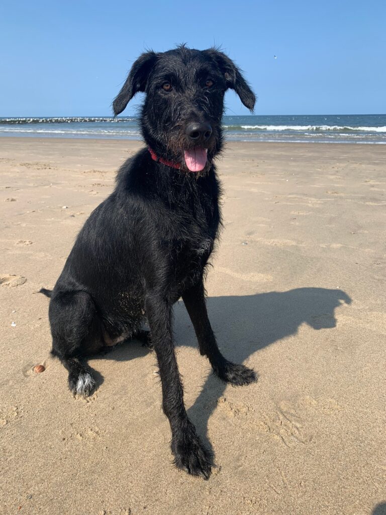 Stichting Zino Scout