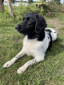 Stichting Zino Lobke