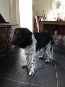 Stichting Zino Jelle