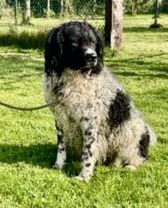 Stichting Zino Oliie