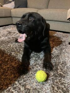 Stichting Zino Sjors