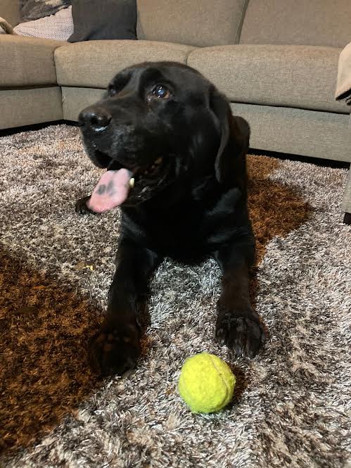 Stichting Zino Sjors