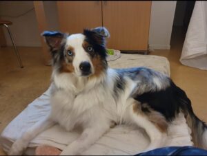 Stichting Zino Symba