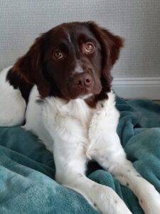 Stichting Zino Silke