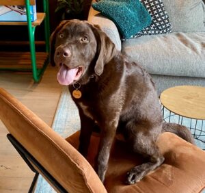 Stichting Zino Benny