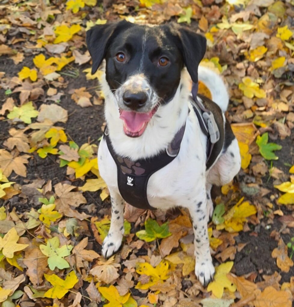 Stichting Zino Layla