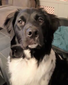 Stichting Zino Harrie