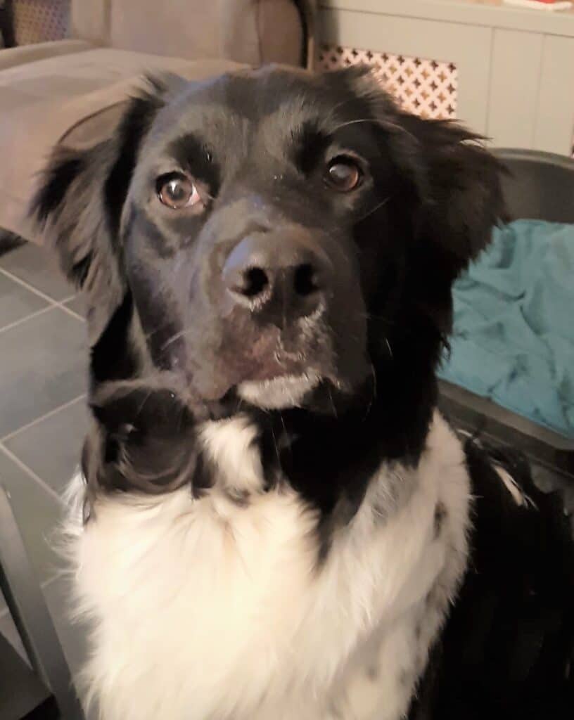 Stichting Zino Harrie