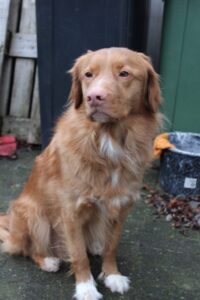 Stichting Zino Charlie