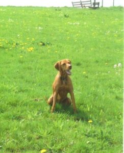 Stichting Zino Nouschka