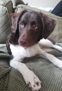 Stichting Zino Aafje 1