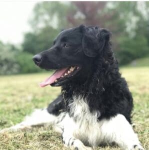 Stichting Zino Tyler